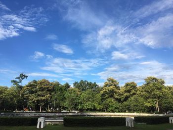 Trees in park