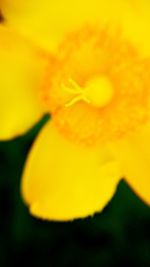 Close-up of yellow flower blooming outdoors