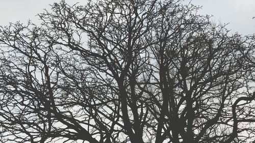 Low angle view of tree against sky