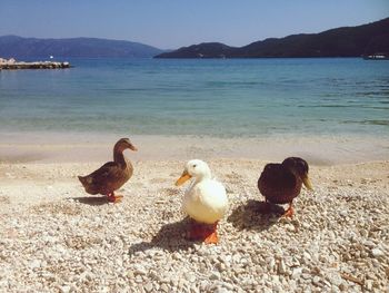 Swans on sea shore against sky