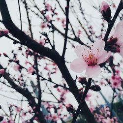 Low angle view of apple blossoms in spring