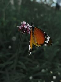 Close-up of butterfly pollinating on flower