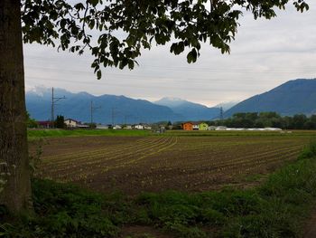 Scenic view of agricultural field against sky