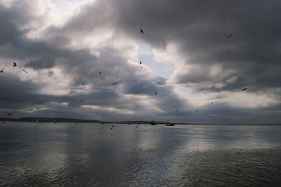 Birds flying over sea against sky