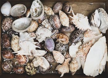 Flea market treasures. seashells background. variety of different shapes seashells