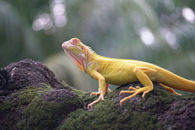 Close-up of a lizard on rock