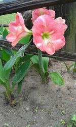 Close-up of pink flower