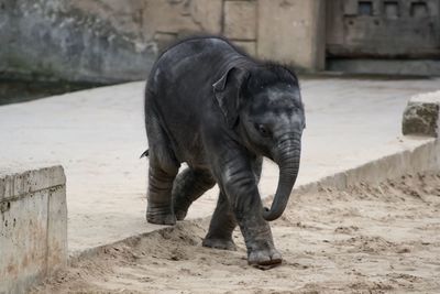 Full length of elephant in a zoo