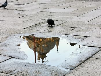 High angle view of bird on puddle