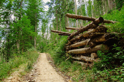 Wooden logs in forest