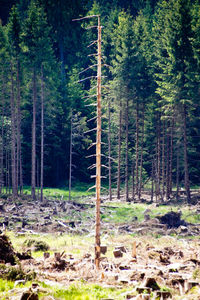 Pine trees in forest