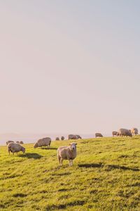 Sheep in a field