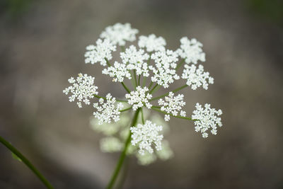 Close-up of white flowering plant