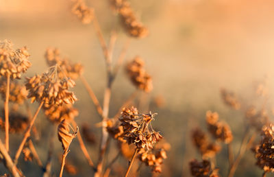 Abstract blurred orange autumn or summer background with dry wild meadow grass at sunset. 