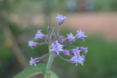 Close-up of purple flowering plant