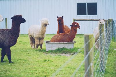 Flock of sheep in a field