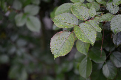 Close-up of water drops on leaves