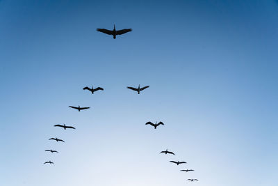 Low angle view of birds flying in sky