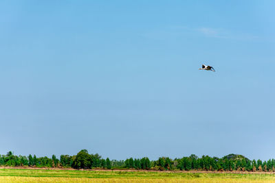 Bird flying over field against sky