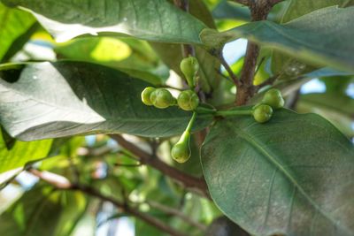 Close-up of fruit growing on plant