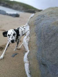 Dog on sand at beach