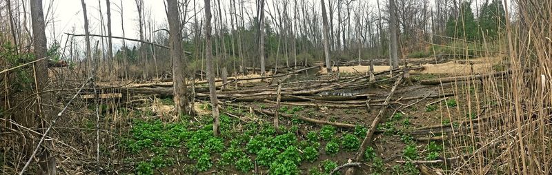 Plants growing on land in forest