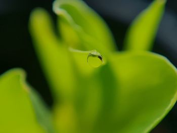 Close-up of water drop on leaf