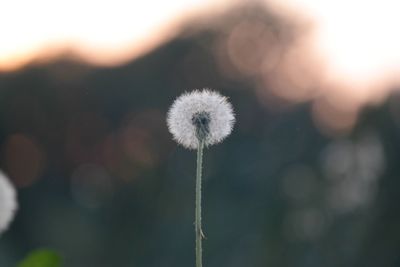 Close-up of dandelion against sky