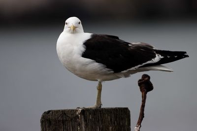 Close-up of seagull perching on wooden post