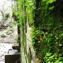 Plants growing on tree trunk