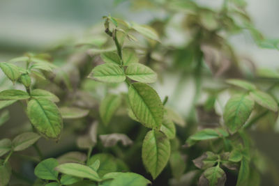 Close-up of fresh green leaves