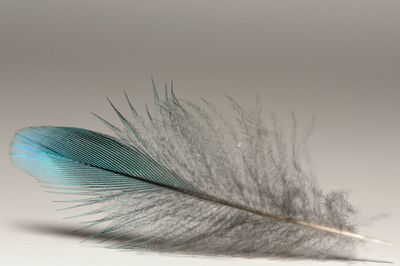 Close-up of feather against sky