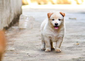 Portrait of puppy