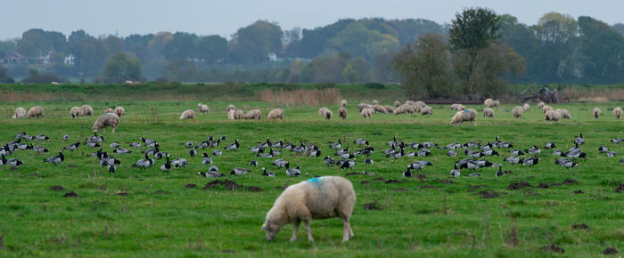 Barnacle goose grazing while grazing before hike south