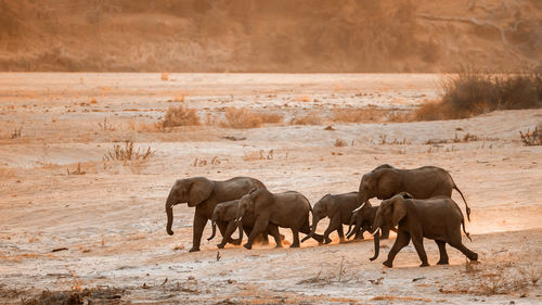 Elephants walking on land