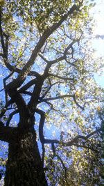 Low angle view of trees