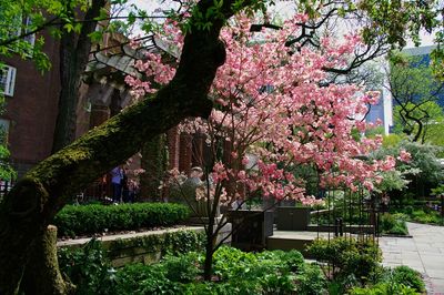 Pink flowers growing on tree