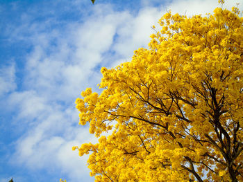 Low angle view of tree against sky