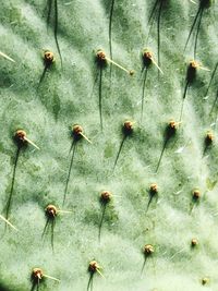 Full frame shot of prickly pear cactus