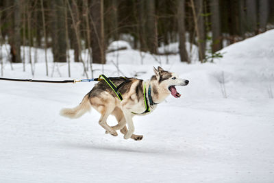 Running husky dog on sled dog racing. winter dog sport sled team competition. siberian husky dog