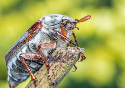 Portrait of a cockchafer