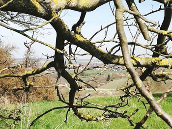 Low angle view of tree against sky