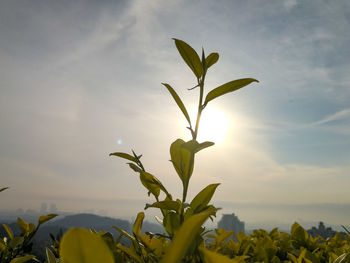 Plant against sky