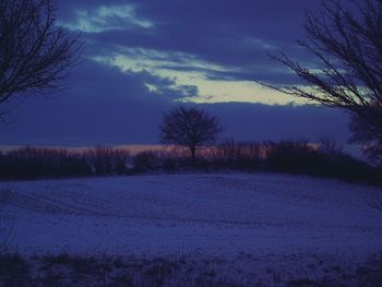 Bare trees on snow covered landscape