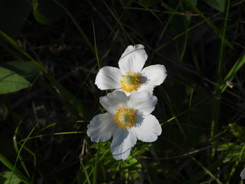 Close-up of white flowering plant on field