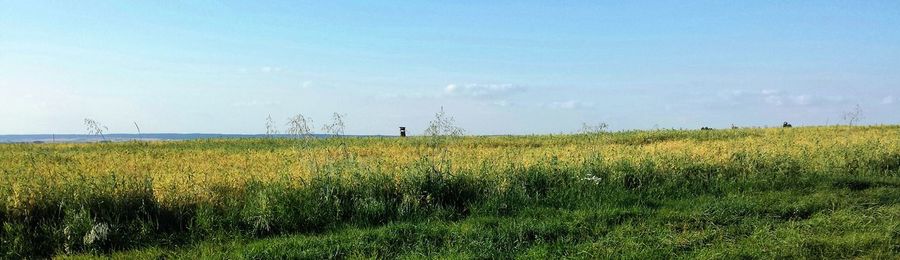 Scenic view of grassy field against blue sky