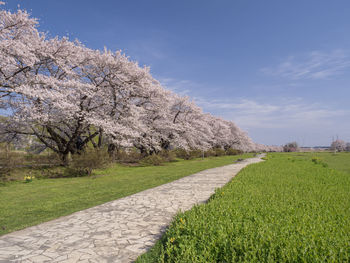 Cherry blossoms on field against sky