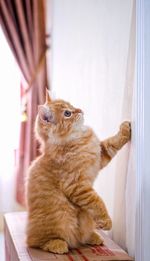 Close-up of a cat looking away