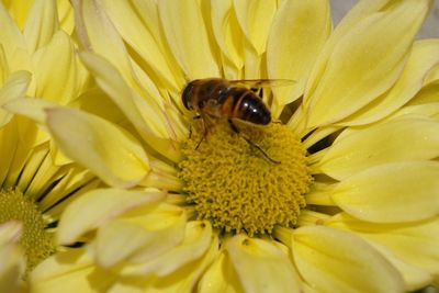 Close-up of insect on yellow flower