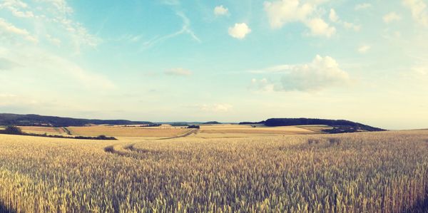 Scenic view of field against sky